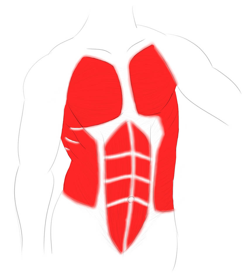 Chest Anatomy by AbramS20 on DeviantArt