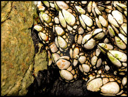 Hiding in the crevice...