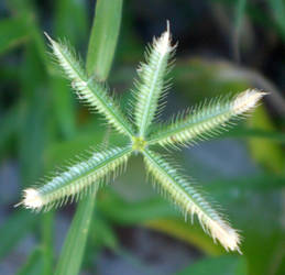 Upclose view of beach plant