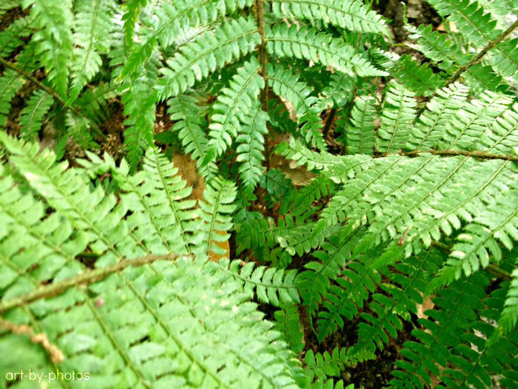 bracken by art by photos on DeviantArt bracken by art by photos on DeviantArt