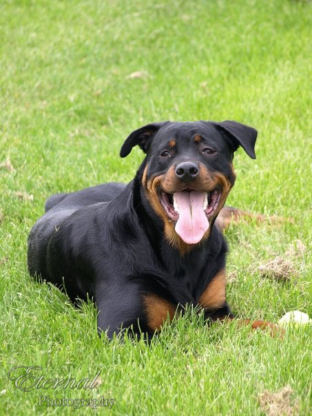 Cute Rotti by Capture-Memories on DeviantArt