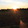 Sunset Behind Trees