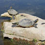 Turtles on a Rock! (: