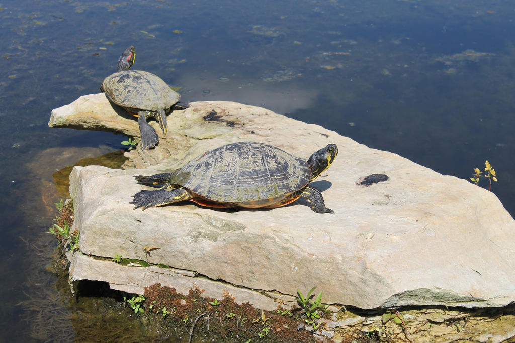 Ohio Turtle Rocks Turtles on a Rock! (: by Vannah829 on DeviantArt