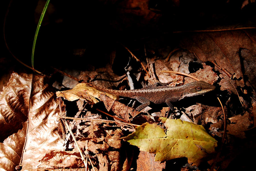 Lighted Lizard by The-Pondering-Poet on DeviantArt