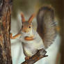 Squirrel