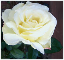 Roses Are White