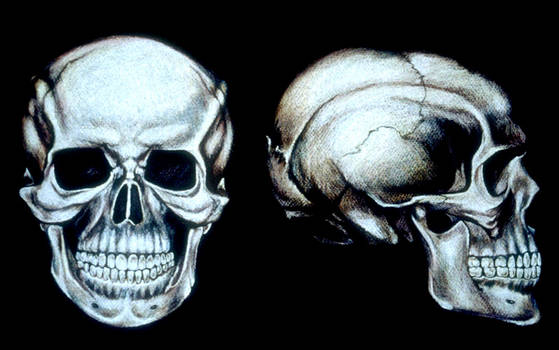 Skulls