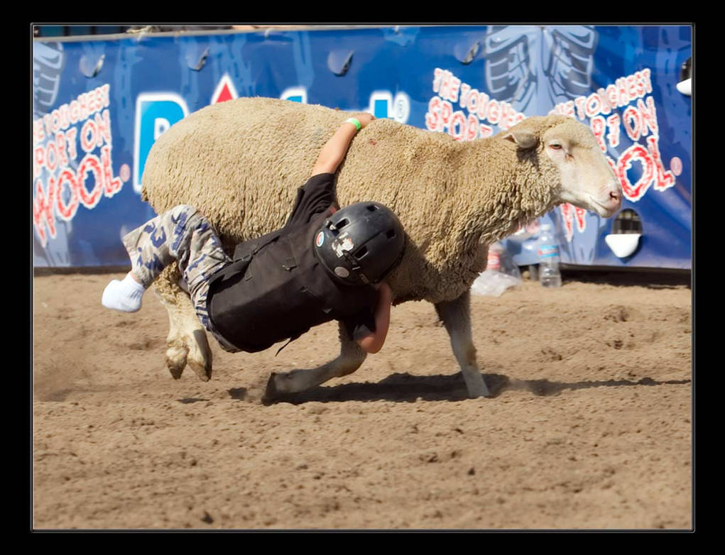Mutton Busting 011 by badchess on DeviantArt