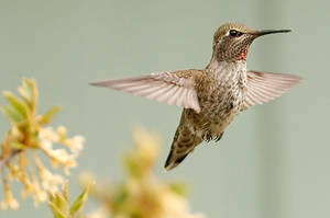 Backyard humming