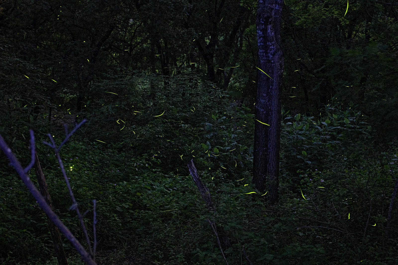 Fireflies  05-15-15
