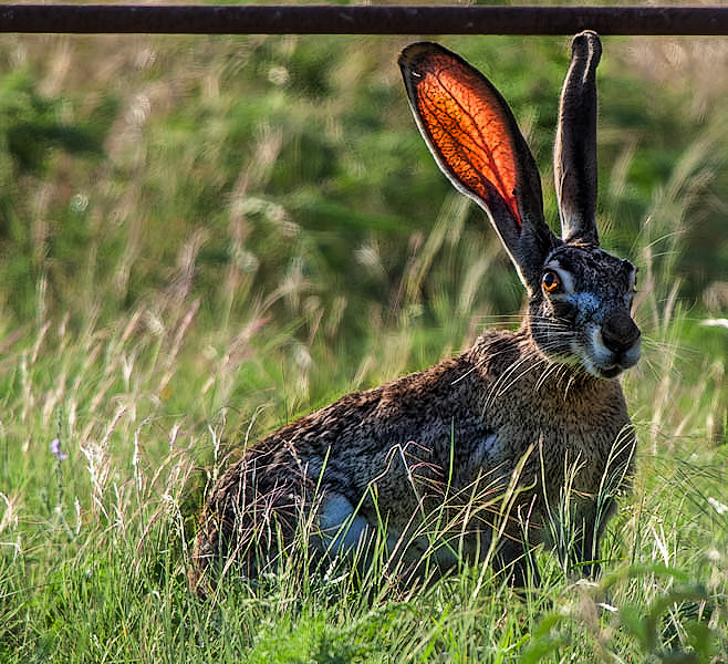 Big floppy Ears