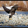 Skagit River Eagle