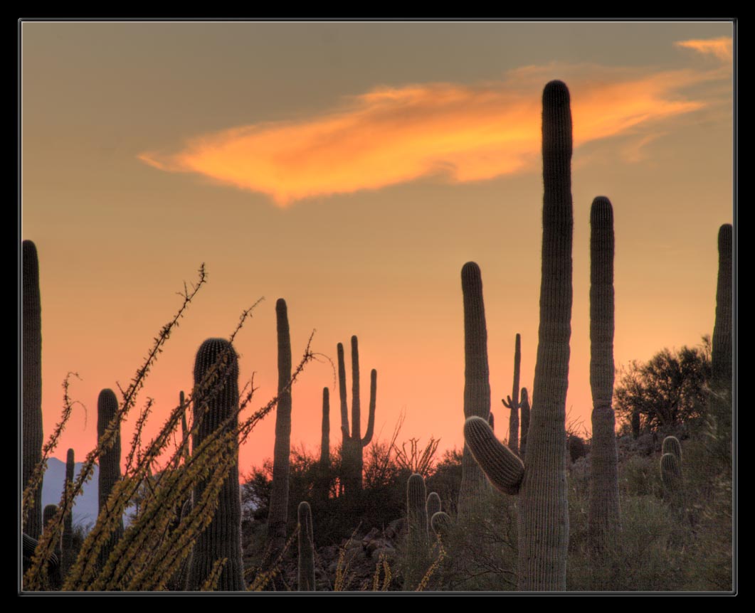 Saguaro Sunset