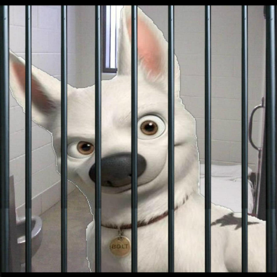 Bolt (Dog) In A Cell Cage
