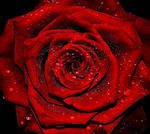 Scarlet carson-victorian red rose by Shizuka-No-Hime