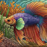 Rainbow Betta Fish