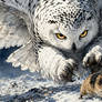 Snowy Owl Hunting