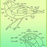 Bird Anatomy