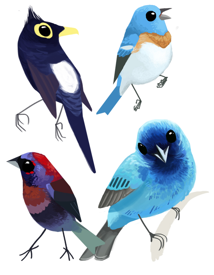 birds