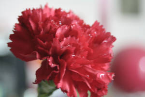 Carnation