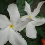 unknown white flowers