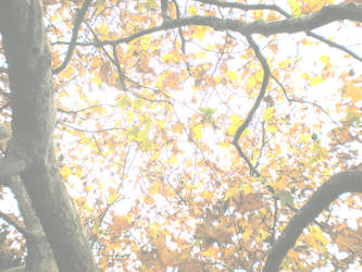 Fall trees VI - Light -