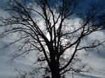 Tree Of Death by ScWeeGee-Boy-Stock
