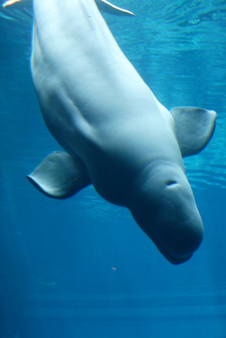 beluga friend