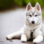 Siberian-Husky-Welpe