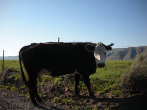 A Cow