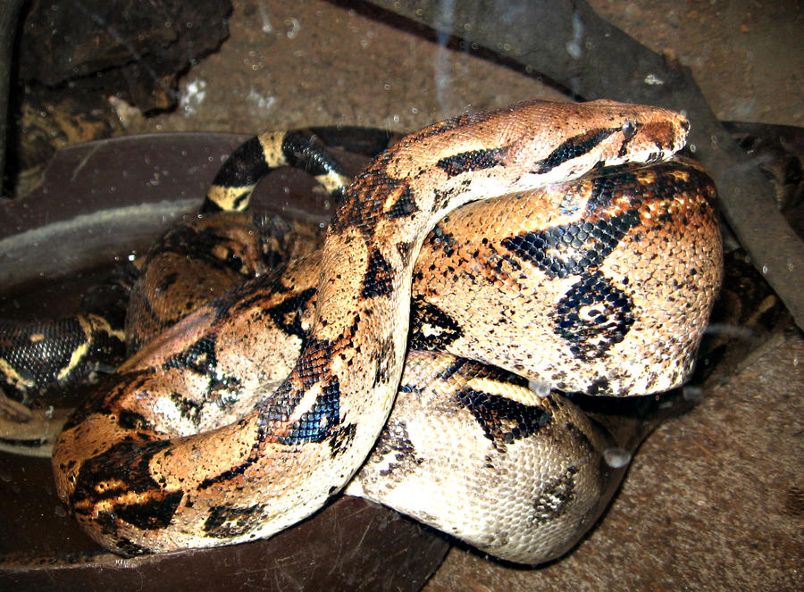 Snake by digifotoDC on DeviantArt