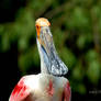 Roseate Spoonbill-Ft Worth Zoo