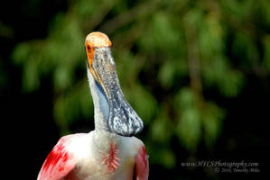 Roseate Spoonbill-Ft Worth Zoo