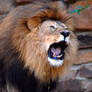 Roaring Lion 1
