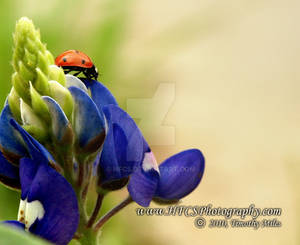 Ladybug 1 - Crop 1