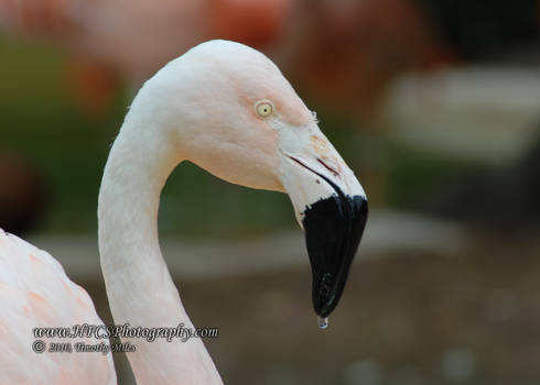 Flamingo-Sea World San Antonio