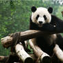 Chengdu Panda