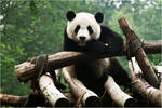 Chengdu Panda by funkyphotographer