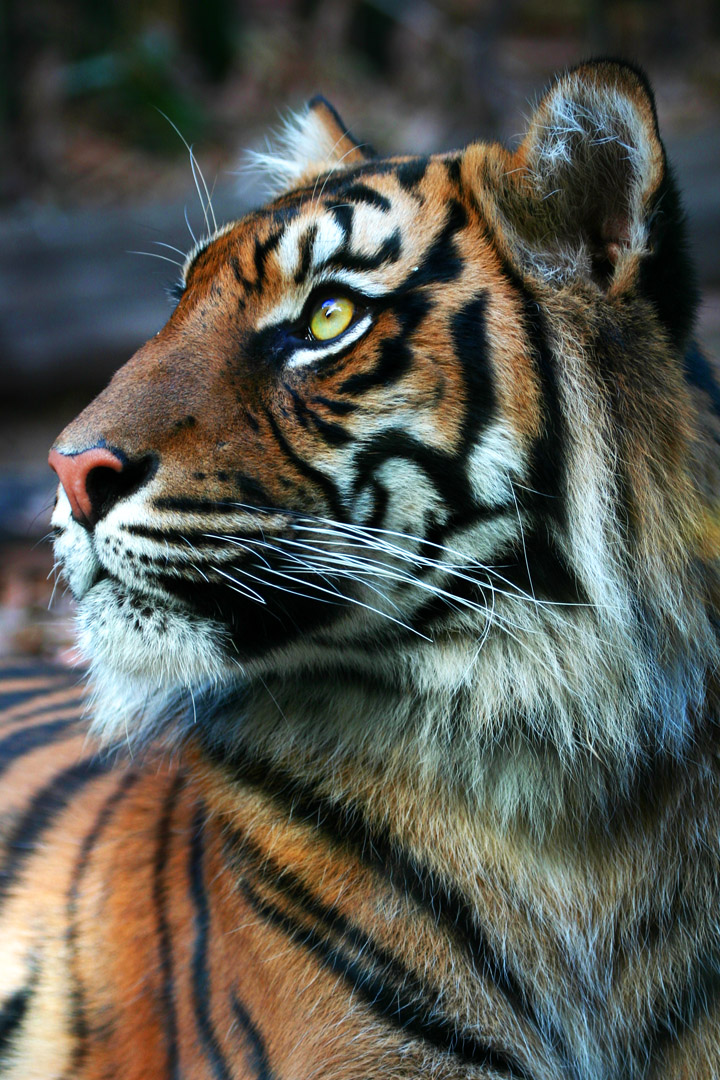 Tiger side