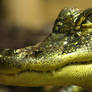 Gator