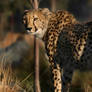 cheetah