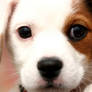 buddy the dog