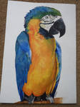 Parrot by beckhammond