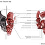 Anatomy - Head Muscles