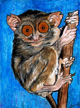 A Tarsier