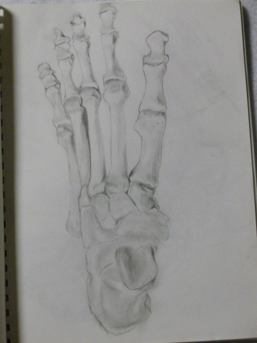 foot skeleton