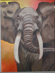 African Elephant