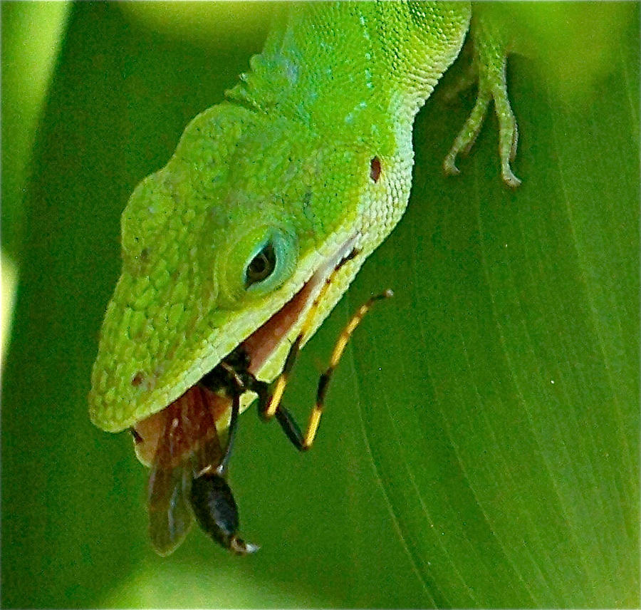 lizard eating bug by mealybug18 on DeviantArt