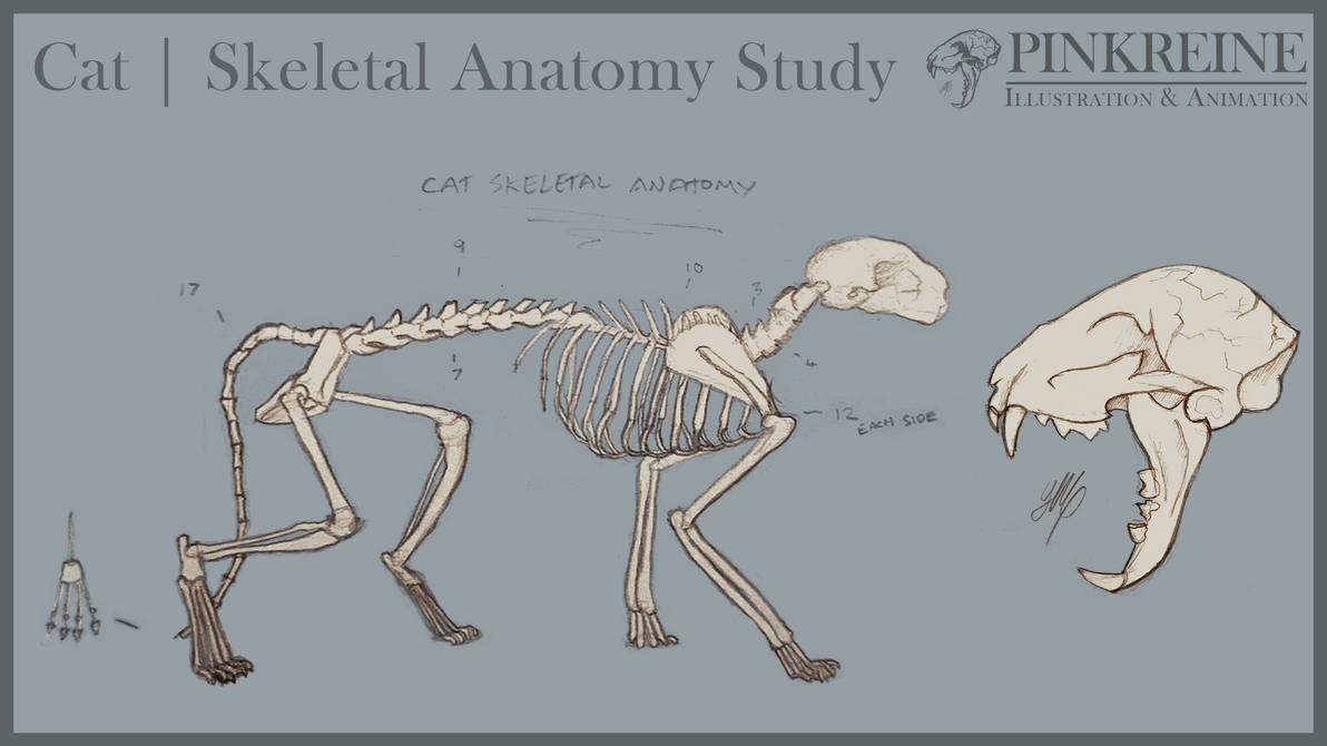 Cat Skeleton Study by PinkReine on DeviantArt